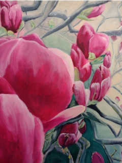 Magnolie